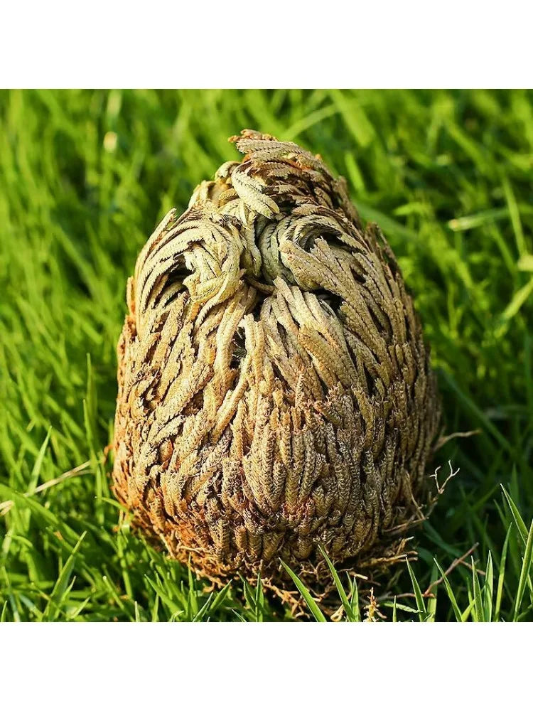 Rosa de Jericó – La Planta de Renovación y Prosperidad