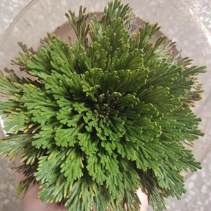 Rosa de Jericó – La Planta de Renovación y Prosperidad